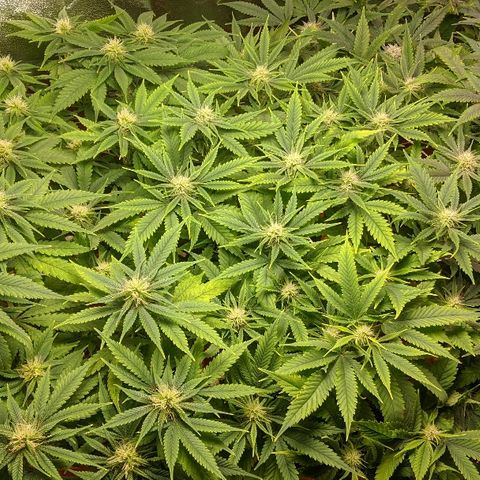 Ringo growlog timeline photo