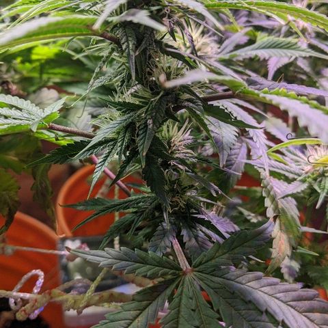 Ringo growlog timeline photo