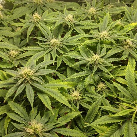 Ringo growlog timeline photo