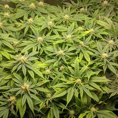 Ringo growlog timeline photo