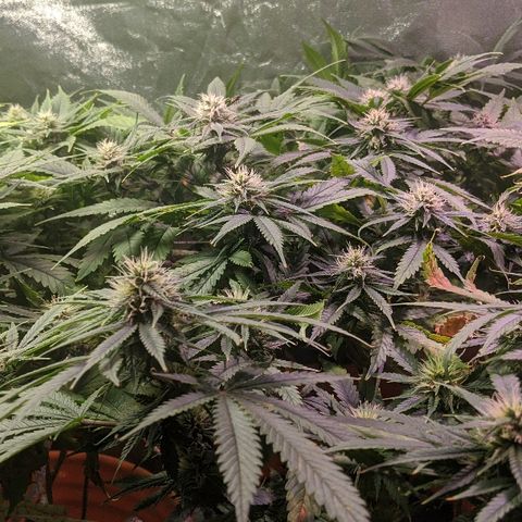 Ringo growlog timeline photo