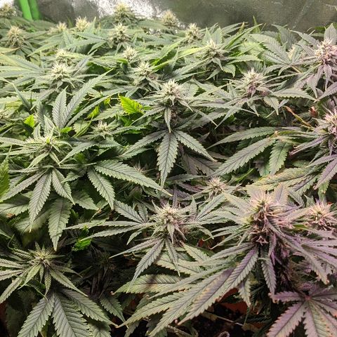 Ringo growlog timeline photo