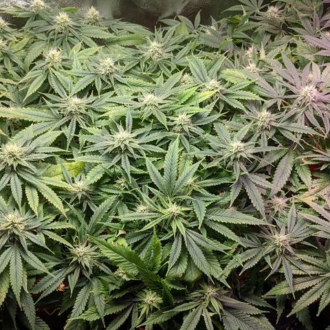Ringo growlog timeline photo