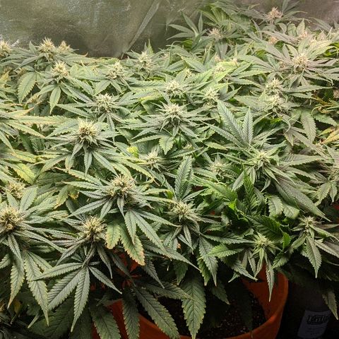 Ringo growlog photo: Week 6/7 of flower