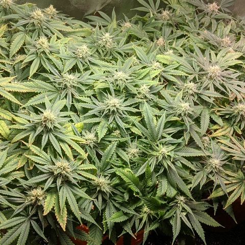 Ringo growlog photo: Week 6/7 of flower