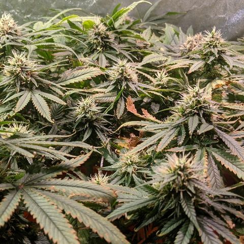 Ringo growlog photo: Week 6/7 of flower
