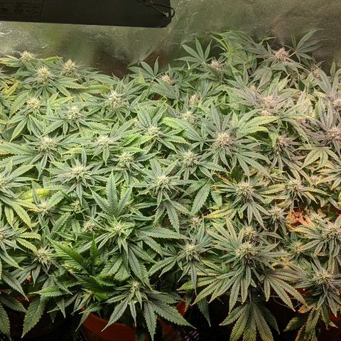 Ringo growlog photo: Week 6/7 of flower