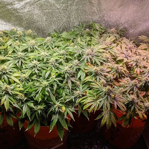 Ringo growlog photo: Post spray