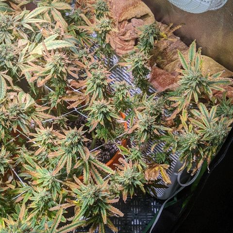 Ringo growlog photo: Harvest Day.  She's really brown, most fan leaves are fallen,