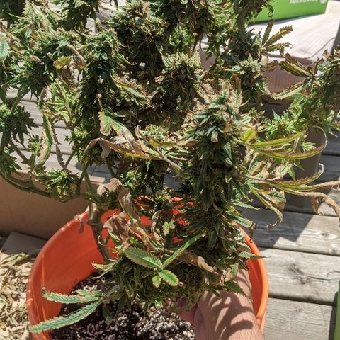 Ringo growlog photo: Ringo before the harvest