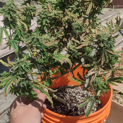 Ringo growlog photo: Ringo before the harvest