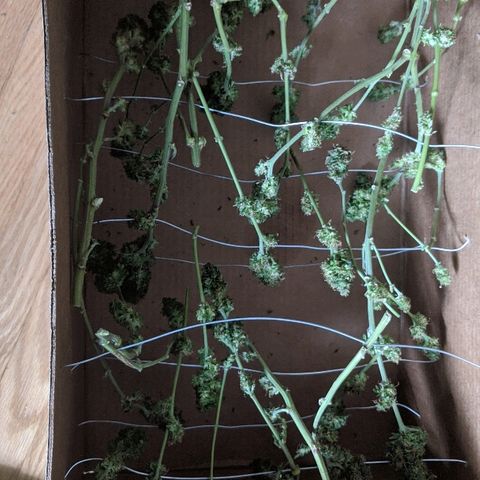 Ringo growlog photo: Ringo after harvest