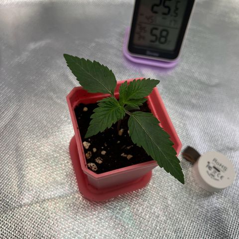 Runtz #1 growlog timeline photo