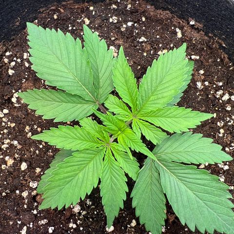 Runtz #1 growlog timeline photo