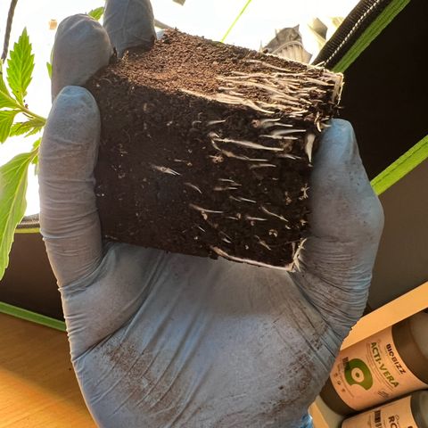 Runtz #1 growlog timeline photo