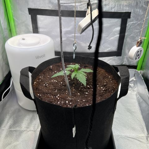 Runtz #1 growlog timeline photo