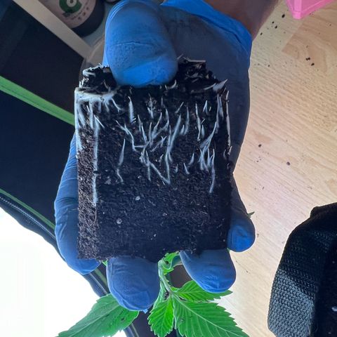 Runtz #1 growlog timeline photo
