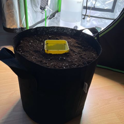 Runtz #1 growlog timeline photo