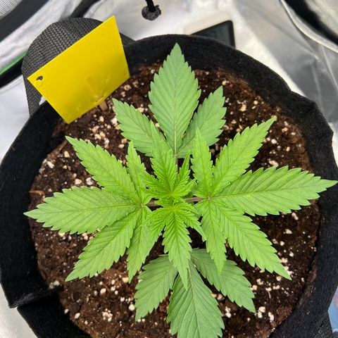 Runtz #1 growlog timeline photo