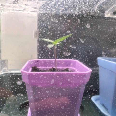 Kalini Asia #1 growlog timeline photo