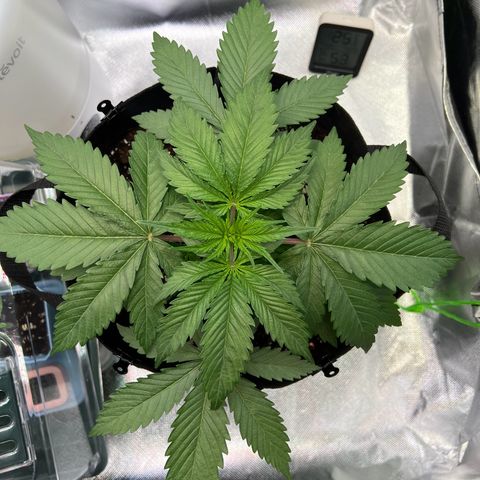 Runtz #1 growlog photo: Grieß Zeit 