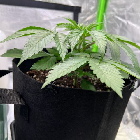 Runtz #1 growlog photo: Grieß Zeit 