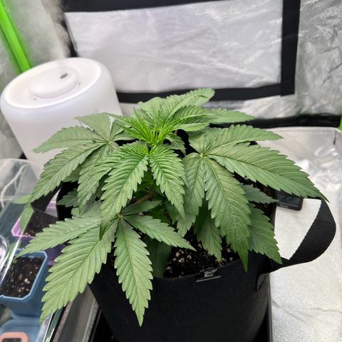 Runtz #1 growlog photo: Grieß Zeit 