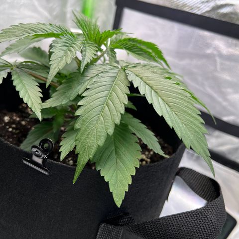 Runtz #1 growlog photo: Grieß Zeit 