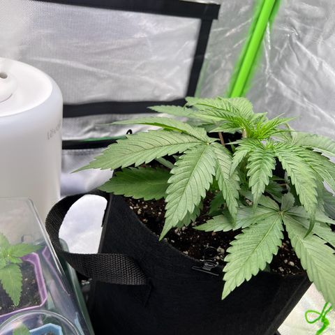 Runtz #1 growlog photo: Grieß Zeit 
