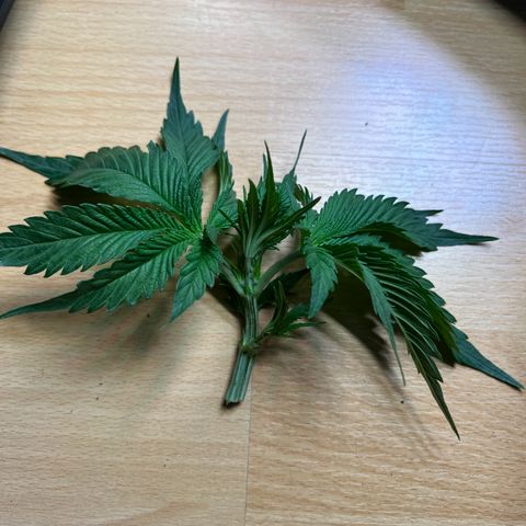 Runtz #1 growlog timeline photo