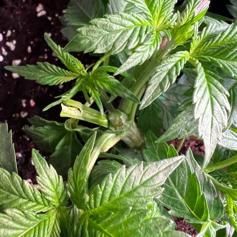 Runtz #1 growlog timeline photo