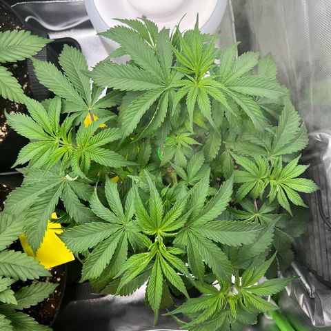 Runtz #1 growlog timeline photo