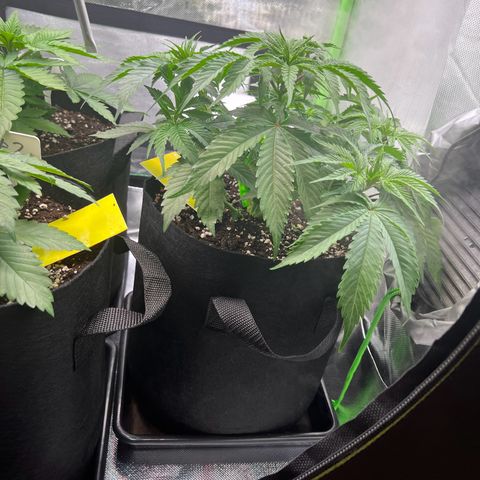 Runtz #1 growlog timeline photo