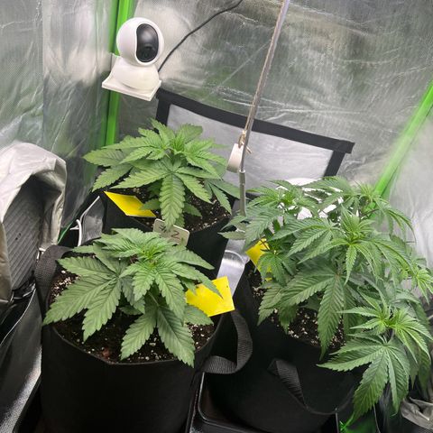 Runtz #1 growlog timeline photo