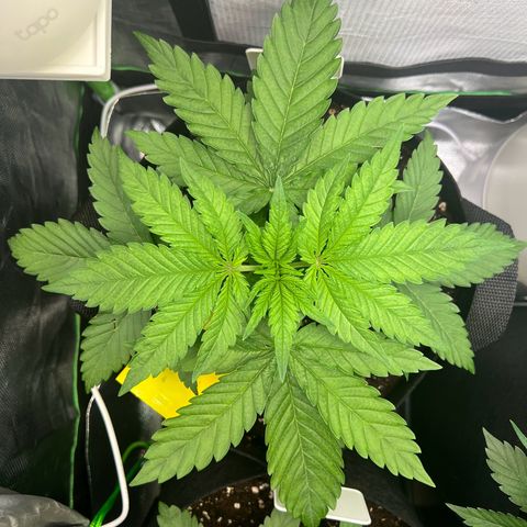 Kalini Asia #1 growlog timeline photo