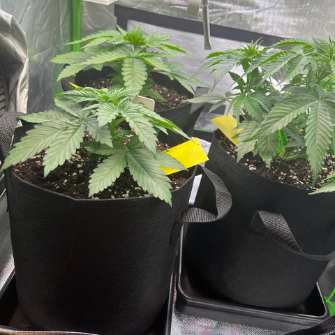 Kalini Asia #1 growlog timeline photo