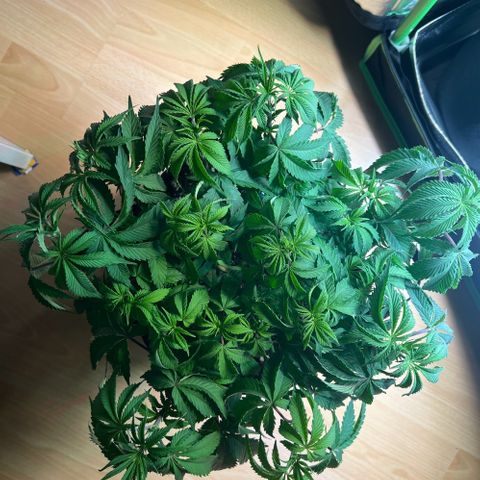 Runtz #1 growlog timeline photo