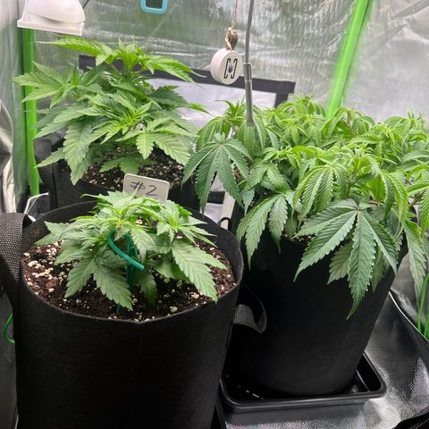 Kalini Asia #1 growlog timeline photo