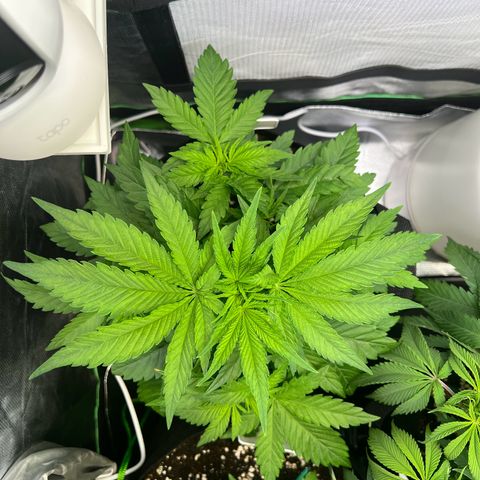 Kalini Asia #1 growlog timeline photo