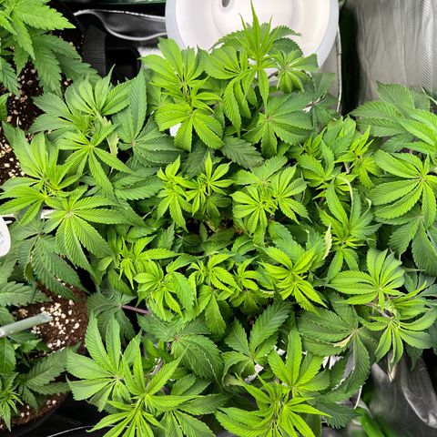 Runtz #1 growlog timeline photo