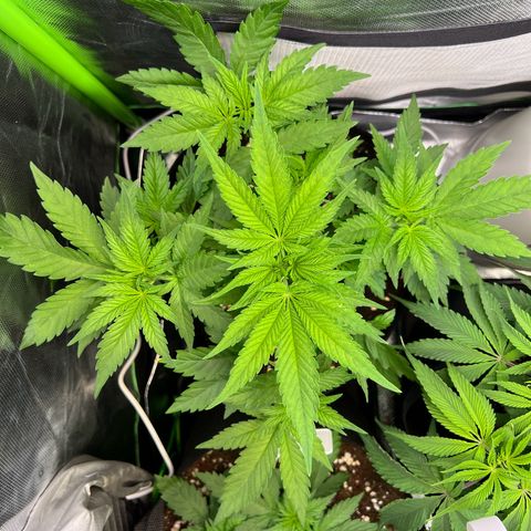 Kalini Asia #1 growlog timeline photo