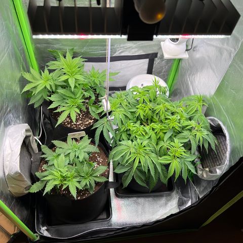 Kalini Asia #1 growlog timeline photo
