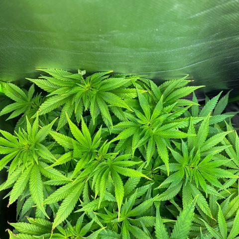 Kalini Asia #1 growlog timeline photo