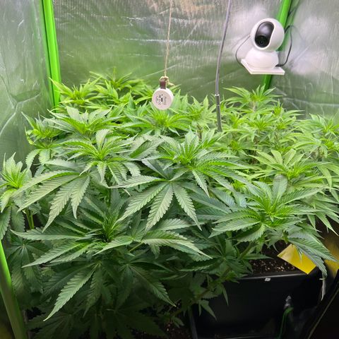 Kalini Asia #1 growlog timeline photo