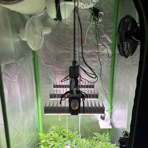 Runtz #1 growlog timeline photo