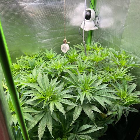 Runtz #1 growlog timeline photo