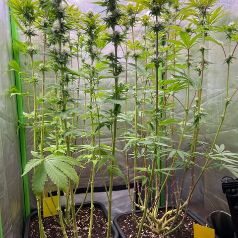 Kalini Asia #1 growlog timeline photo