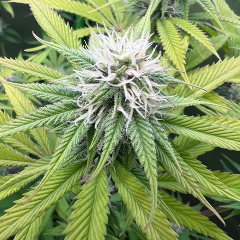 Kalini Asia #1 growlog timeline photo