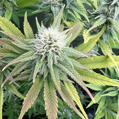 Kalini Asia #1 growlog timeline photo