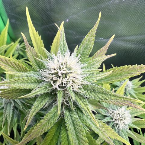 Kalini Asia #1 growlog timeline photo